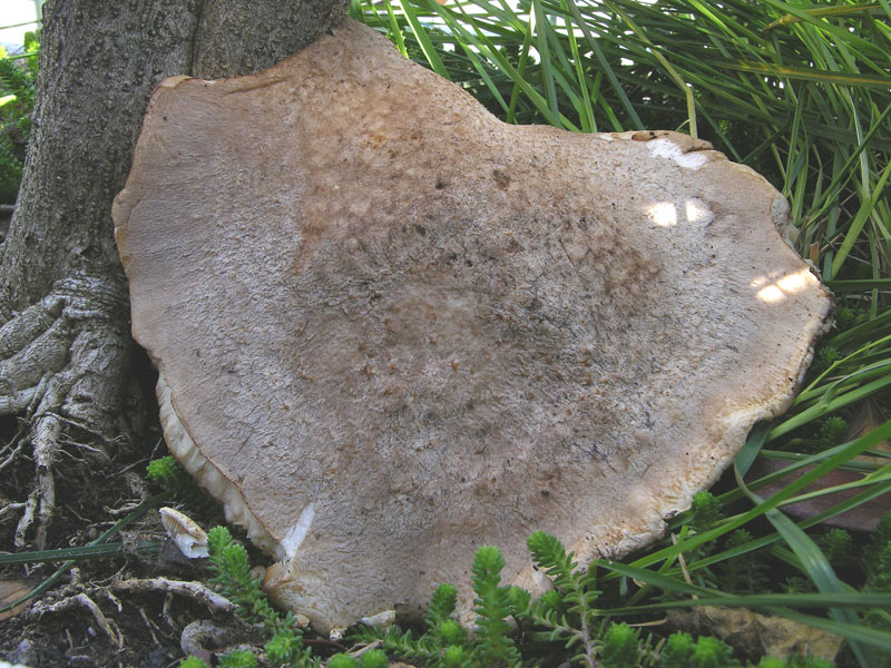 Pleurotus dryinus ?